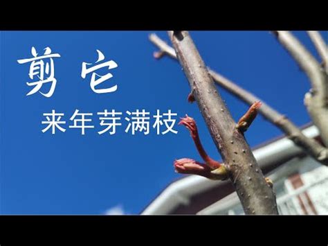 香椿樹修剪